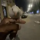 للبيع روز البينو صافي صك اليف هدد داخلي وخارجي