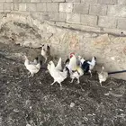 دجاج كفو منوة ألقاني