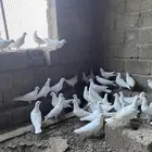 حمام فرنسي سوبر جانبو أزواج منتجه