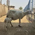 نعجه حري منتوج