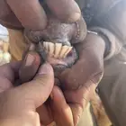 معزا دهم لون صيد