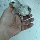 فروخ روز للبيع