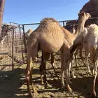 قعود