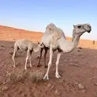 للبيع الناقه الخلفه