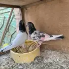 للبيع حمام باكستاني شرط مطيار