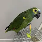 ببغاء امازوني