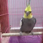كروان أليف عمره 5شهور ويغرد