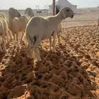 شياه نوادر
