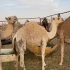 بكره