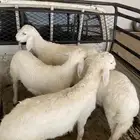 بهم للبيع( تم البيع)