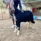 مشروع فحل نجدي كفووو