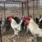 ديوك فيومي