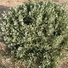 بذور رغل البري