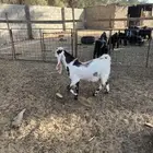تيس مشروك جذع