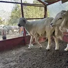 طليان للبيع ذابيح ومرعى