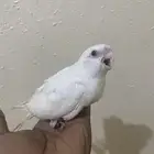 فرخ كروان اليف نهايه غر ( تم البيع )