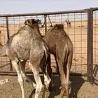 للبيع