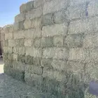برسيم جندير