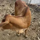 بقرة سمينه للبيع