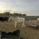 بقر خلفات للبيع