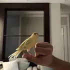 كناري ليموني تغريد حريقه