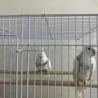 زوج كروان هولندي