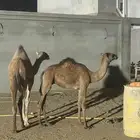 بكره 9 شهور وبعير 7 شهور للبيع