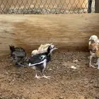 صوص دجاج بلدي