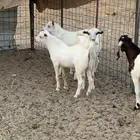 تيوس بيشيات