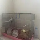 جوز طيور الحب البادجي