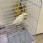 عصفور كراون 5 شهور