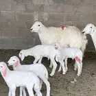 جذعات مراح كامل