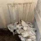 للبيع دجاج براهما على السوم