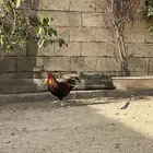 ثلاث اديكه