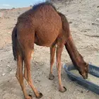 بكره حمراء دم