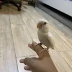 روز اليف البينو عيون حمراء