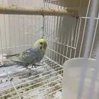 عصفور البادجي