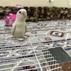 ذكر روز البينو أليف