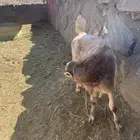 حسيل للبيع كفو