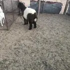 رخل نعيمه العمر