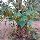 نخل للبيع اخلاص صقعي هلالي نبت سلطان برحي سكري مصيفه نخيل