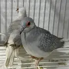 يمام ماسي زوجين على الشرط