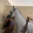 حصان واهو