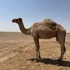 ناقه شعلا للبيع