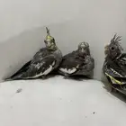 الفروخ كروان تم تم تم البيع البيع
