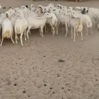 غنم رفيديات مهجن بحري مراح
