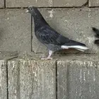 حمام قطيفي ترثه زرق وحركيات
