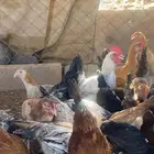 دجاج بلدي