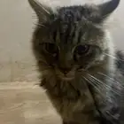 قطوه تبني انثى