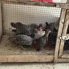 صوص فيومي تركي